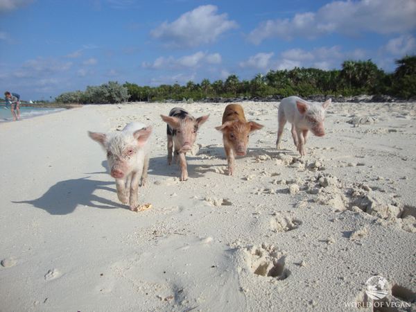 Ilha dos porcos, toda a verdade: Big Major Cay não é um paraíso (VÍDEO)