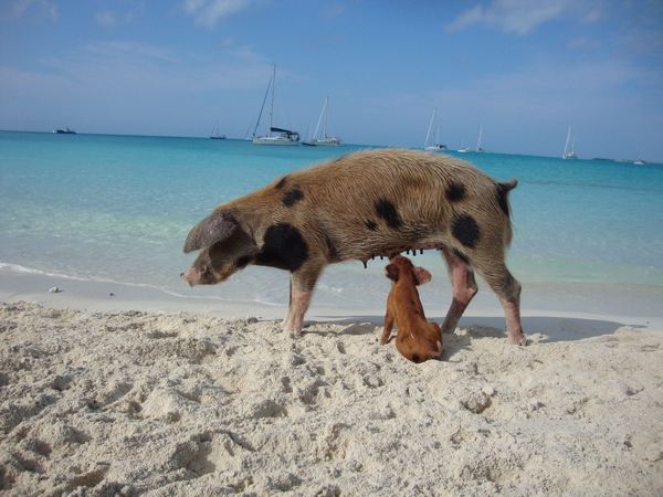 Ilha dos porcos, toda a verdade: Big Major Cay não é um paraíso (VÍDEO)