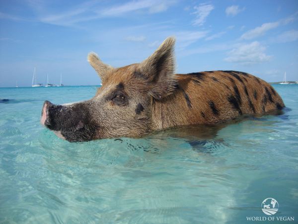 Island of pigs, the whole truth: Big Major Cay is not a paradise (VIDEO)