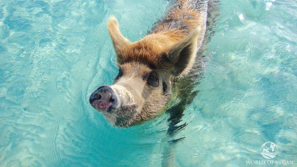 Island of pigs, the whole truth: Big Major Cay is not a paradise (VIDEO)