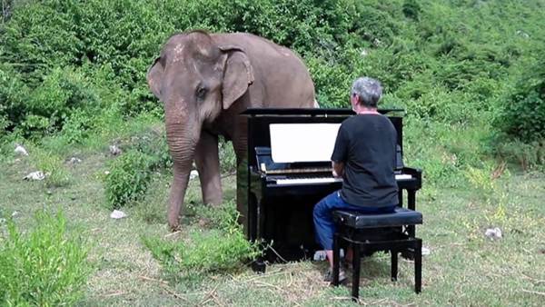 El pianista que toca en el bosque para elefantes ciegos y enfermos (VIDEO)