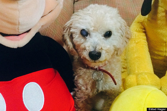 Woody, the poodle who has been waiting for the return of the deceased owner for a year (VIDEO)