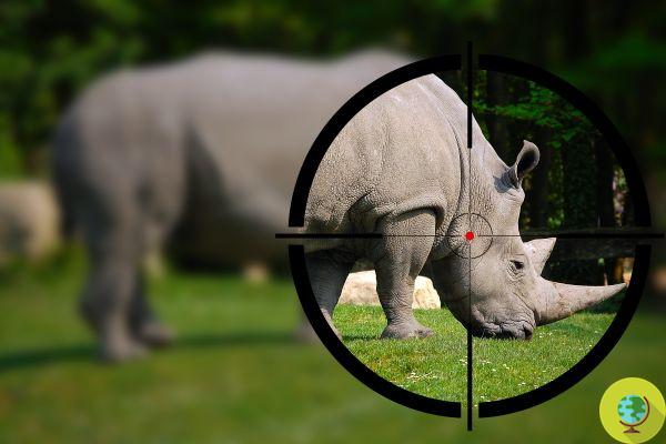 Trump autoriza la importación de trofeos de caza de rinocerontes en peligro de extinción