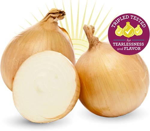 Sunions: the new onion that doesn't make you cry when you cut it
