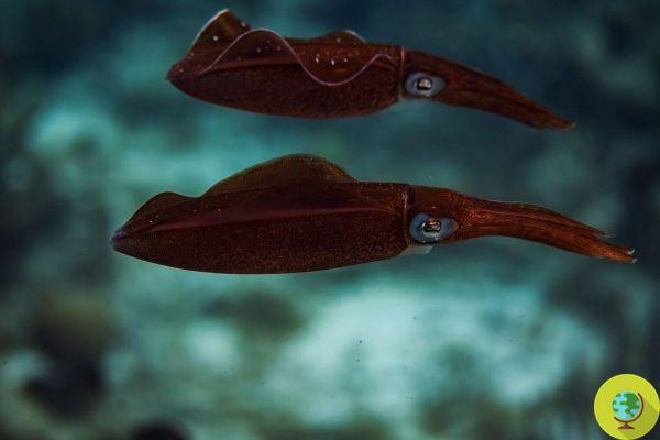Un nuevo estudio ha encontrado que los calamares machos ayudan a su pareja a elegir un hogar