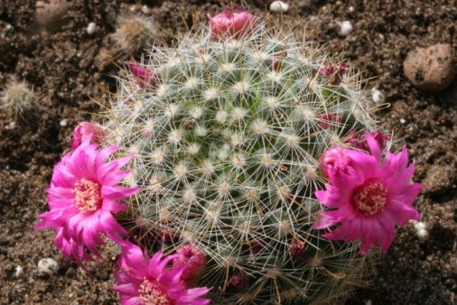 Comment faire pousser un jardin de cactus dans n'importe quel climat