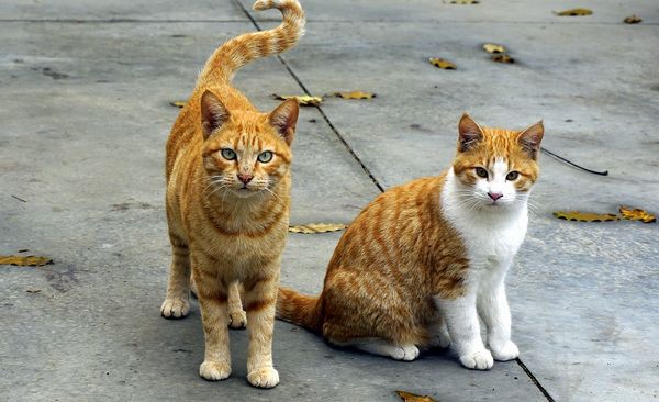 Gatos, os guardiões que protegem nossas almas