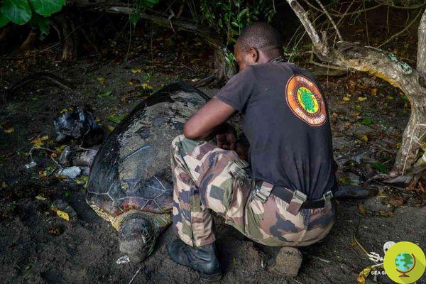 Terrible massacre de tortues marines, tuées à coups de machette sur les îles de Mayotte