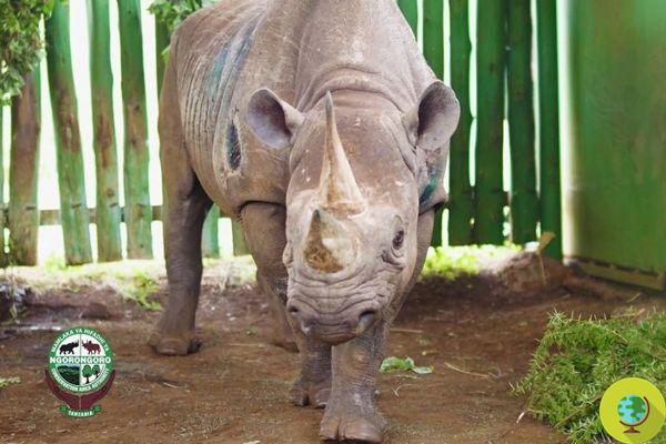 Adieu Fausta, le plus vieux rhinocéros noir du monde