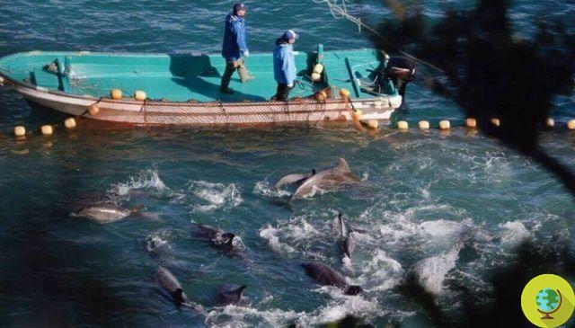 Heartbreaking images showing pilot whales huddling together to save themselves from the massacre in Taiji Bay