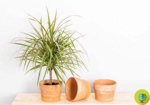 Dracena: this is why it is convenient to keep the log of happiness at home