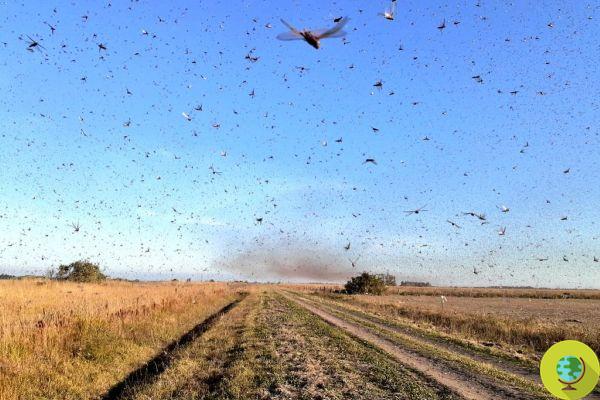 Un nuage géant de sauterelles ravage l'Argentine et pourrait atteindre le Brésil (en pleine pandémie)