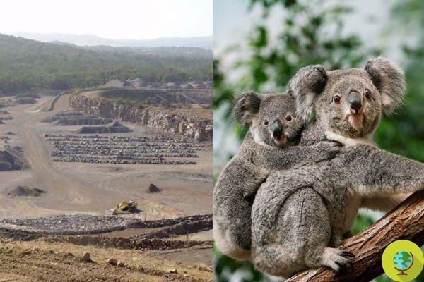 In Australia they are about to destroy 52 hectares of koala habitat to enlarge a quarry