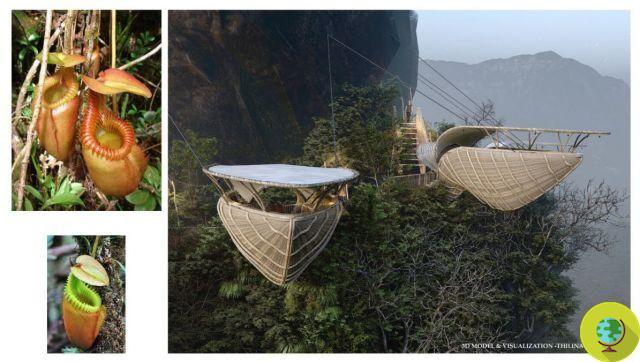 Les merveilleux restaurants en bambou en forme de plantes ou d'animaux par ce brillant architecte