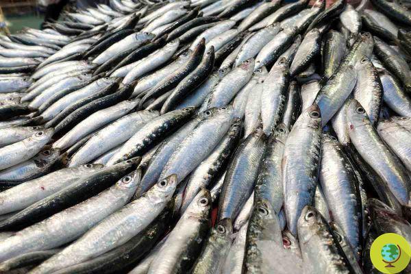 Fish no longer have Omega 3 due to the climate crisis