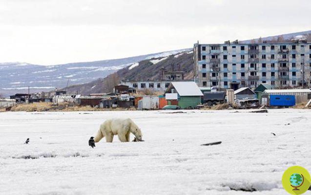 O urso polar encontrado a 700 km de casa foi trazido de volta ao Ártico: o vídeo da libertação