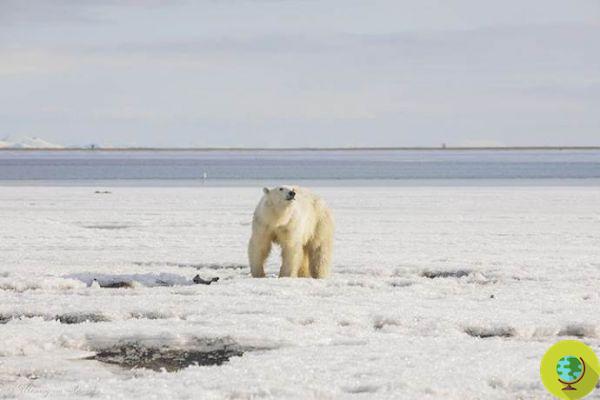 The polar bear found 700 km from home has been brought back to the Arctic: the video of the liberation