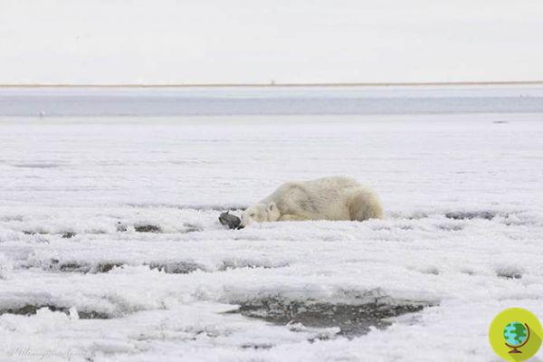 L'ours polaire retrouvé à 700 km de chez lui a été ramené en Arctique : la vidéo de la libération