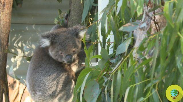 Familia de koalas finalmente regresa a casa después de devastadores incendios en Australia