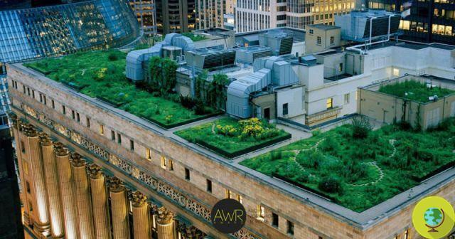 San Francisco: nova lei para transformar telhados e espaços de concreto abandonados em jardins urbanos