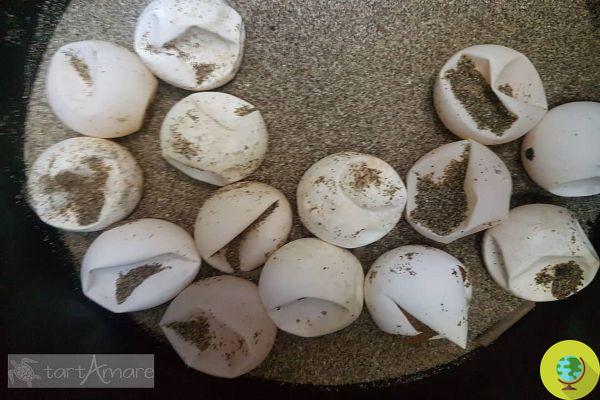Adolescentes violam ninho de Loggerhead e destroem 81 ovos