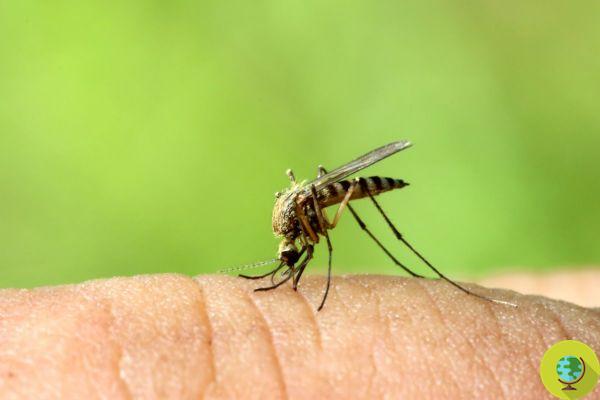 Teremos que nos resignar a conviver com mosquitos mesmo no inverno (devido à crise climática)