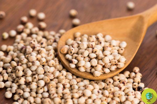 Sorgo: 8 buenas razones para comer más a menudo este antiguo cereal sin gluten y como cocinarlo
