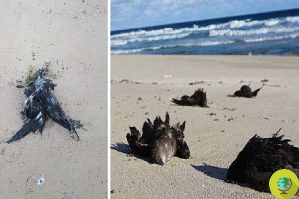 Cientos de pájaros encontrados muertos en las playas de Sydney y es culpa nuestra