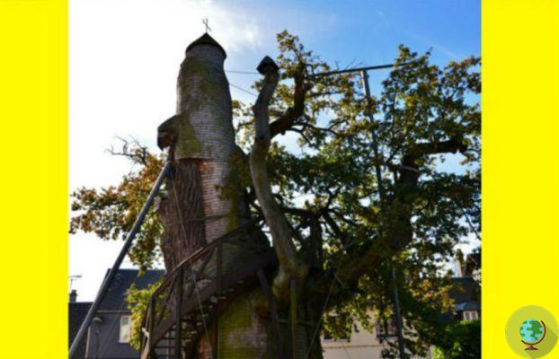 Quando as árvores se tornam lugares sagrados: a capela de carvalho de Allouville
