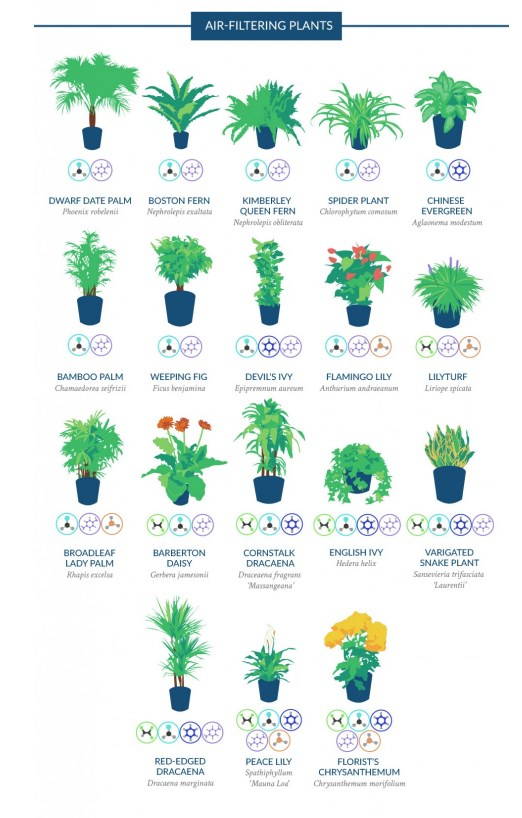 Plantas que purifican el aire en el hogar y la oficina: las mejores según la NASA