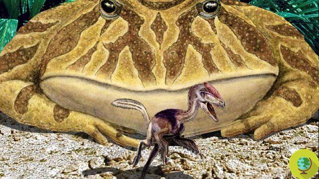 El ancestro de la rana Pac-Man logró devorar un dinosaurio