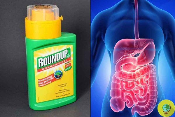 Glyphosate: even in small doses it can affect the intestinal microbiota. I study