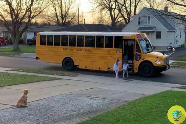 O filhote de Golden Retriever que acompanha as crianças até o ônibus escolar todas as manhãs e espera que elas embarquem