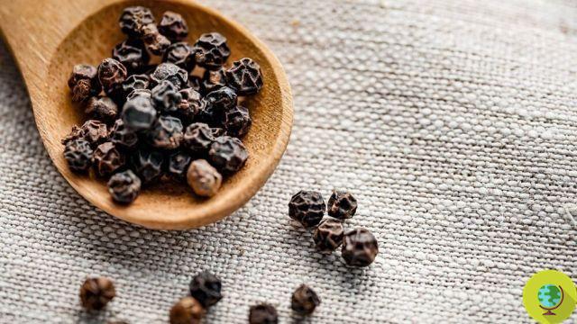 Black pepper helps burn fat. Confirmation in an Indian study