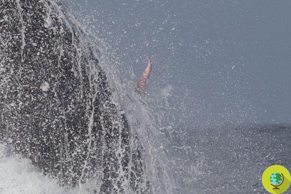Fotógrafo consegue capturar o enorme pênis de uma baleia jubarte durante um salto