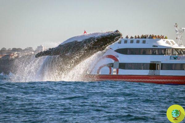 Fotógrafo logra captar el enorme pene de una ballena jorobada durante un salto