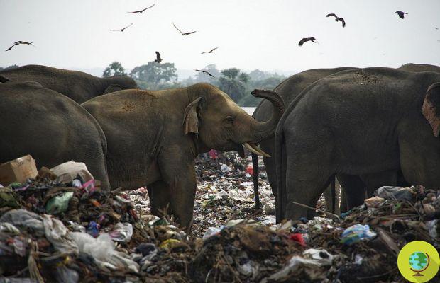 Sri Lanka, the harrowing images of elephants forced to search for food in the midst of mountains of waste