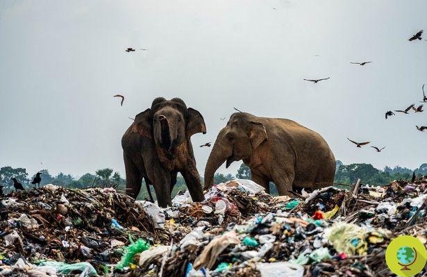 Sri Lanka, les images poignantes d'éléphants contraints de chercher de la nourriture au milieu de montagnes de déchets