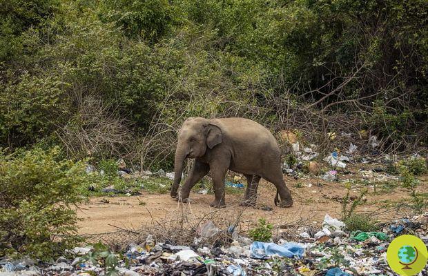 Sri Lanka, the harrowing images of elephants forced to search for food in the midst of mountains of waste