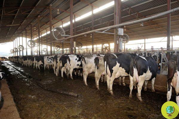 1000 vacas lecheras maltratadas y dejadas en condiciones higiénicas lamentables: una granja en Ancona denunciada