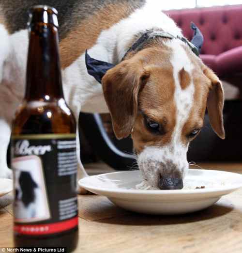 En Grande-Bretagne vient le pub entièrement adapté aux animaux de compagnie avec de la bière pour les chiens