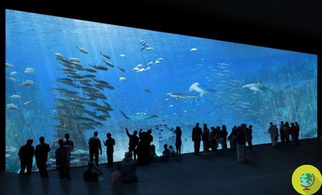 Nausicaá, se abre una grieta en el mayor acuario marino de Europa