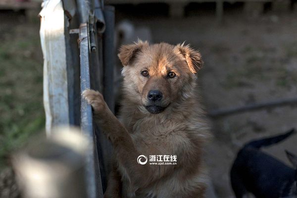 Weng Xiaoping, el médico jubilado que vendió todo para salvar perros y gatos (FOTO)