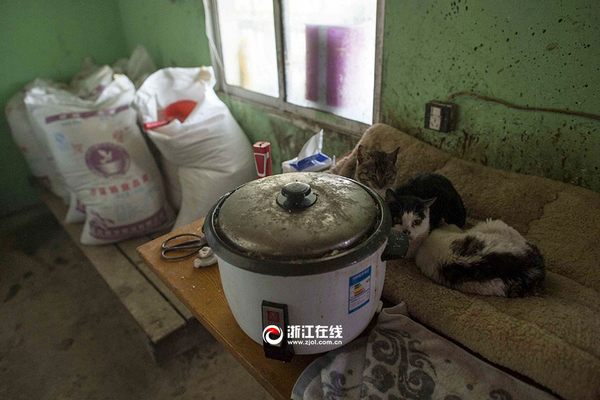 Weng Xiaoping, the retired doctor who sold everything to save cats and dogs (PHOTO)