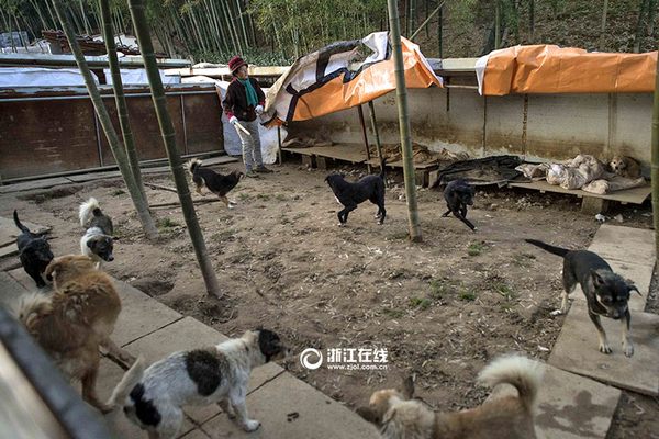 Weng Xiaoping, the retired doctor who sold everything to save cats and dogs (PHOTO)