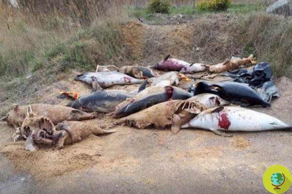Des centaines de dauphins mutilés morts trouvés sur cette plage. La faute à l'industrie de la pêche