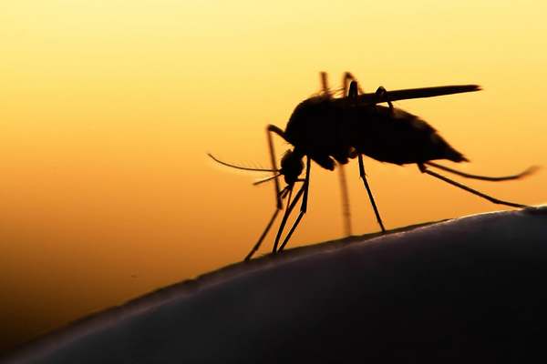Biotrap : le premier piège à moustiques 100% biodégradable