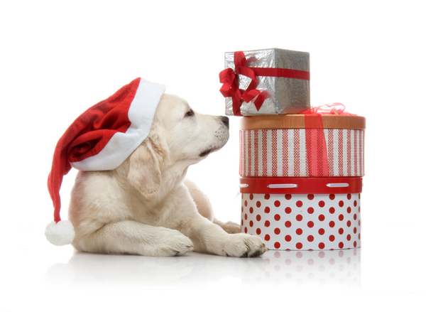 Cómo mantener a tu perro seguro durante la temporada navideña