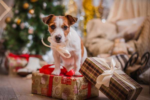 Cómo mantener a tu perro seguro durante la temporada navideña