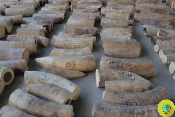 Illegal ivory trafficking: Singapore's largest elephant tusks seizure in history